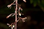 Cranefly orchid