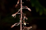 Cranefly orchid