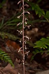 Cranefly orchid