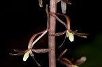 Cranefly orchid