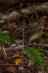 Cranefly orchid