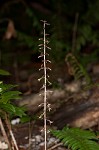 Cranefly orchid