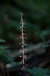 Cranefly orchid
