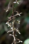 Cranefly orchid