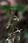 Cranefly orchid