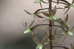 Cranefly orchid