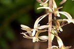 Cranefly orchid