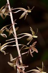 Cranefly orchid