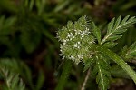 Knotted hedgeparsley