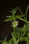 Knotted hedgeparsley