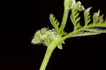 Knotted hedgeparsley