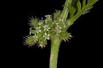 Knotted hedgeparsley