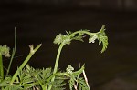 Knotted hedgeparsley