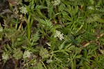 Knotted hedgeparsley