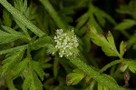 Knotted hedgeparsley