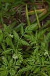 Knotted hedgeparsley