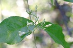 Climbing dogbane