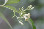 Climbing dogbane