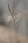 Climbing dogbane