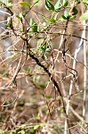 Climbing dogbane