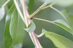 Climbing dogbane