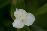 Ozark spiderwort