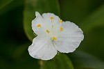 Ozark spiderwort