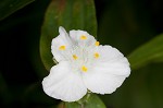 Ozark spiderwort