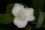 Ozark spiderwort