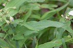 Ozark spiderwort