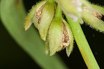 Ozark spiderwort