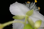 Ozark spiderwort