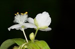 Ozark spiderwort