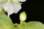 Ozark spiderwort