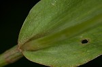 Ozark spiderwort