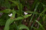 Ozark spiderwort