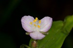 Ozark spiderwort