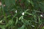 Ozark spiderwort