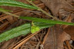 Wavyleaf noseburn