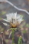 Yellow salsify