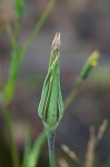 Yellow salsify