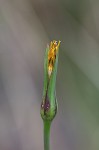 Yellow salsify