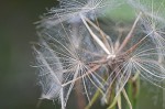 Yellow salsify