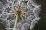 Yellow salsify