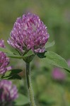 Red clover