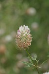 Arrowleaf clover