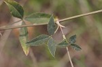 Arrowleaf clover