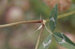 Arrowleaf clover