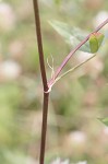 Arrowleaf clover