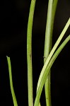 Three-rib arrowgrass